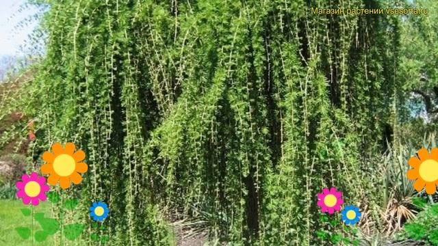 Лиственница европейская Репенс. Краткий обзор, описание характеристик larix decidua Repens смотреть онлайн