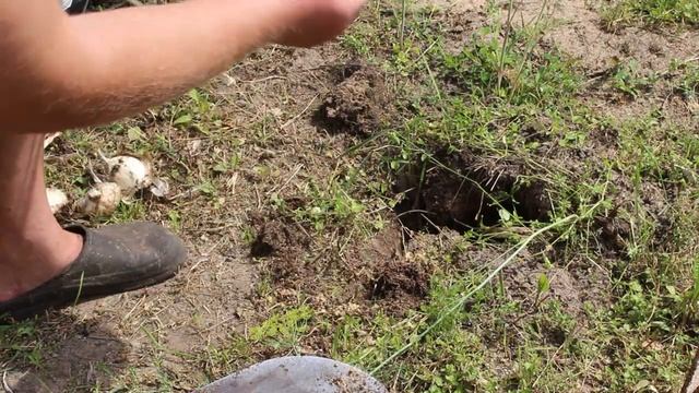 САМОЕ ВРЕДНОЕ РАСТЕНИЕ ДЛЯ КУР. смотреть онлайн