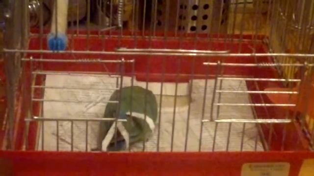 Попугай вставляет перья из бумаги смотреть онлайн