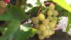 Виноград сорт Азалия (август)