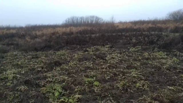 Лайка поиск куропатки. смотреть онлайн