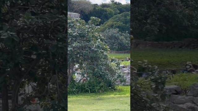 Где жили Майя. смотреть онлайн