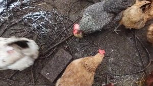 Как давать рыбу курам.