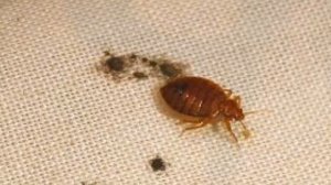 Средство от клопов: это надо знать