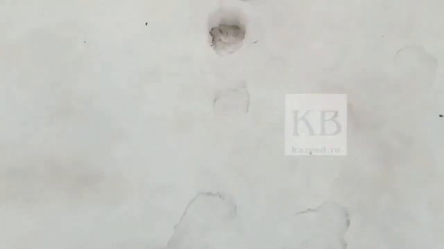 Медведь или рысь: какое животное бродит у ЖК «Царево Village» под Казанью, оставляя крупные следы смотреть онлайн
