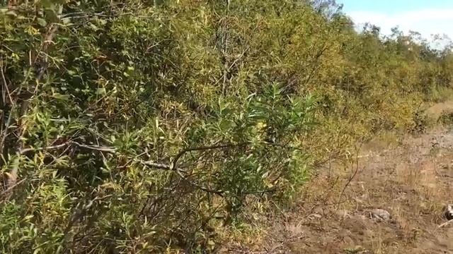Рыбалка на Сахалине устье р. Чамгу смотреть онлайн
