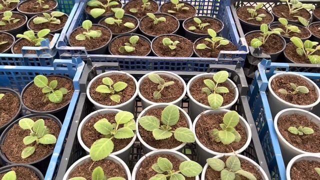 Спасибо всем, огромное ❤️ смотреть онлайн