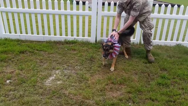 ОВЧАРКА ВСТРЕЧАЕТ ХОЗЯИНА ПОСЛЕ 7 МЕСЯЦЕВ РАЗЛУКИ смотреть онлайн