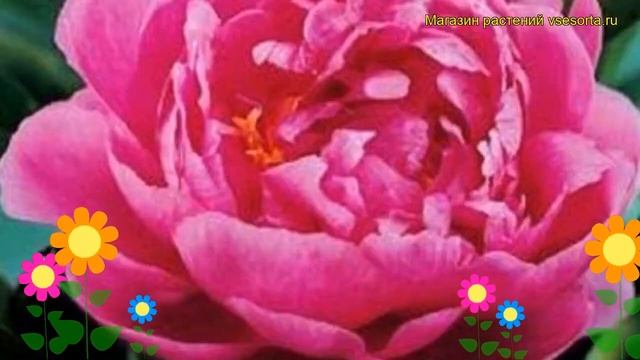 Пион молочноцветковый Бушела. Краткий обзор, описание характеристик Paeonia Lactiflora Bouchela