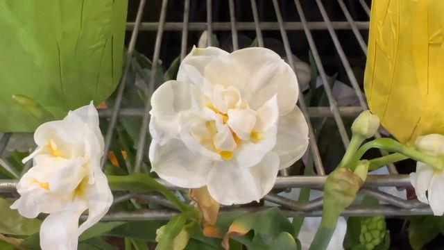 甜香水仙花 - 类似中国水仙香型，耐寒4区、多伦多可以地栽！Narcissus 'Bridal Crown' (Double Daffodil) смотреть онлайн