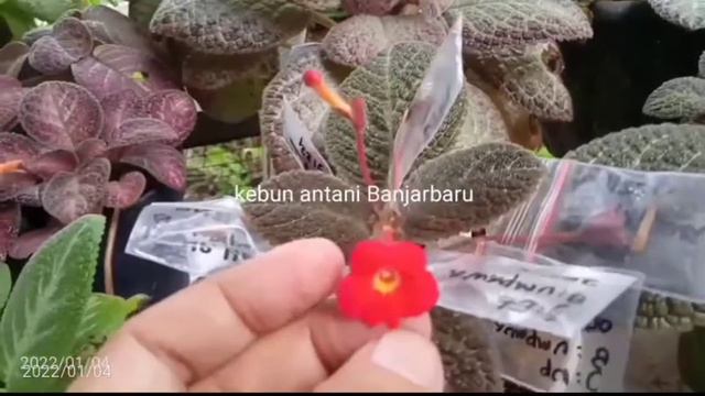 EPISCIA EMERALD VELVET, STRAWBERRY PATCH, HYBRID HASE ELF, Dkk