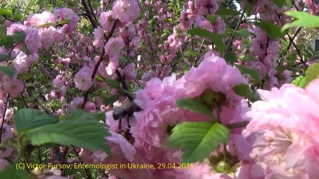 Enjoy Magnolia & Cherry Flowers at University Botanic Garden, Kiev Ukraine смотреть онлайн