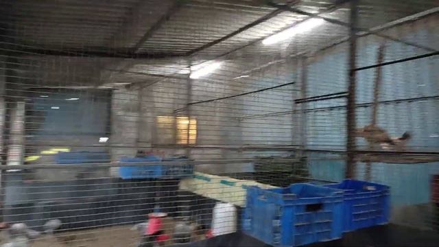(17) size ka nar dudhiya java ghar ka murga available in Mumbai all India delivery (Arif Aseel farm смотреть онлайн