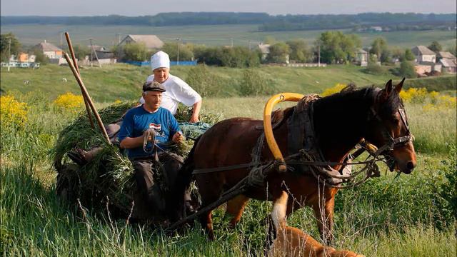 лошадь домашнее животное смотреть онлайн