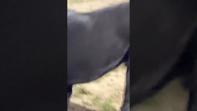 АЛАБАЙ СЛУШАЕТ МОЙ ТОН В ГОЛОСЕ смотреть онлайн
