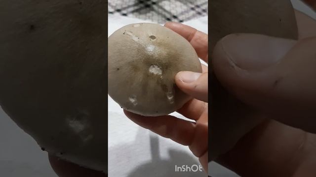 Вольвариелла слизистоголовая #volvariella gloiocephala смотреть онлайн