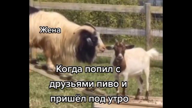 Жена пилит мужа.прикол смотреть онлайн