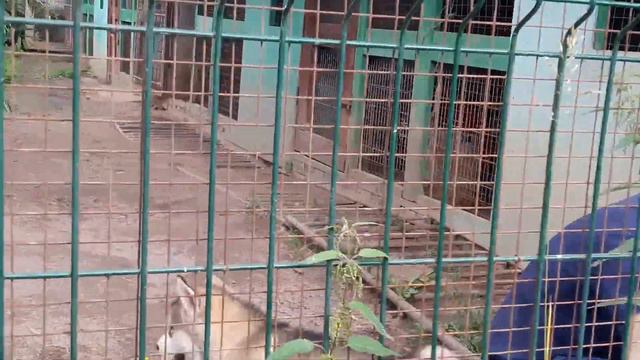 ПРОДАЖА ПОДРОЩЕННЫХ ЩЕНКОВ ПИТОМНИК ОТ ФИЛИППОВОЙ смотреть онлайн