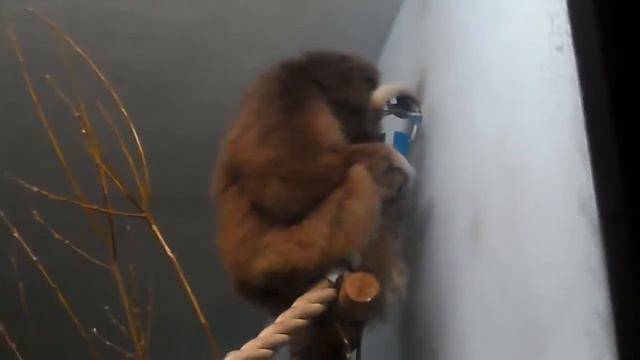 ☾ В зоопарке // Обезьяна☾ смотреть онлайн