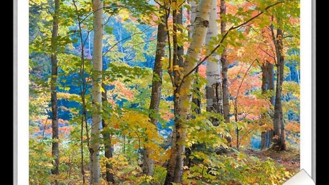 belaya bereza смотреть онлайн