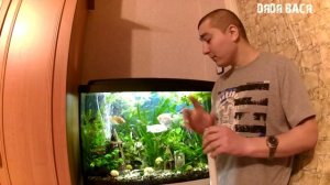 Освещение аквариума! Аквариум для начинающих! Свет в аквариуме! [#Освещение аквариума]