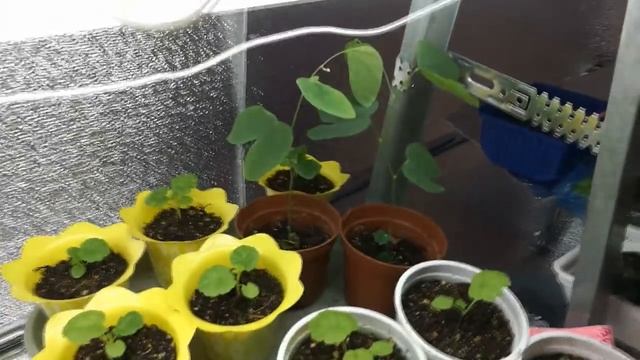 Виола(анютины глазки). Виола обзор всходов. Пикировка. смотреть онлайн