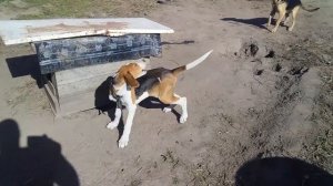 СОБАКИ РУССКИЕ ГОНЧИЕ