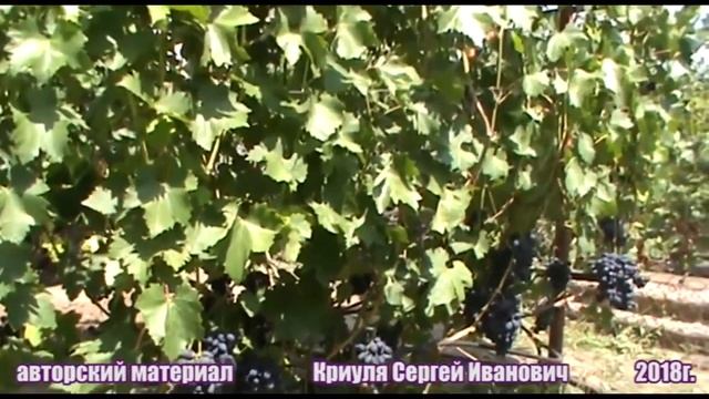 Виноград Кодрянка - сорт, с которым не расстанусь. смотреть онлайн