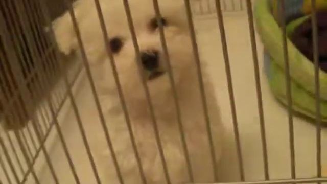 Продаются щенки Бишона Фризе смотреть онлайн