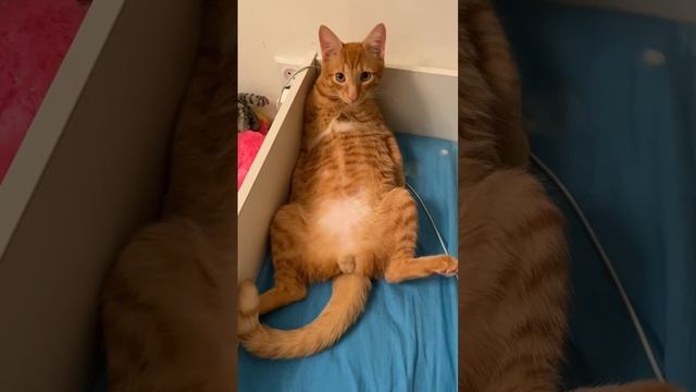 Трогательный Силантий ? #кот #cat #рыжийкот #сил #котенок #redcat #redcatsitting смотреть онлайн