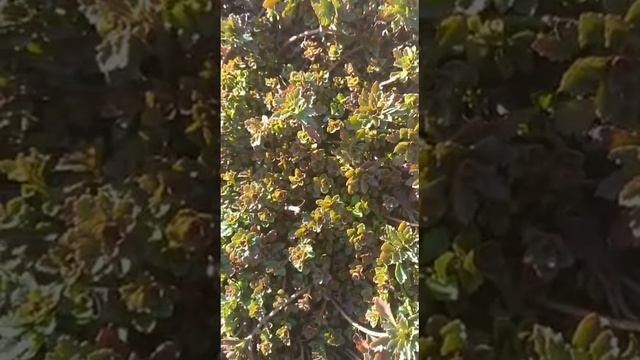 #sedum #седумкамчатский / Седум ( лат. sedum) камчатский. Надёжный почвопокровник.Видео I. смотреть онлайн