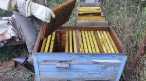 КАНАДСКАЯ СИСТЕМА В УЛЬЕ ЛЕЖАКЕ || 300 КГ МЕДА С ОДНОГО УЛЬЯ #2