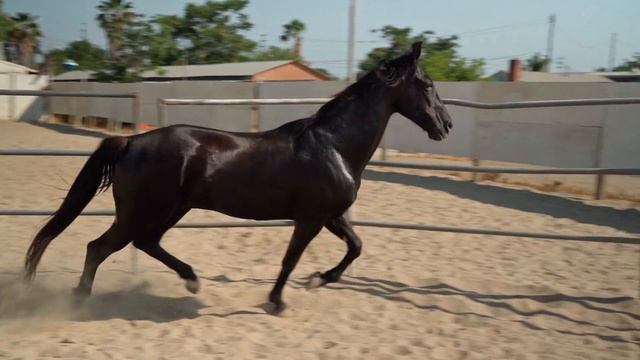 What do animals sound like? Farm animals - cats, horses, deer, puppies, hares, cows, parrots... смотреть онлайн