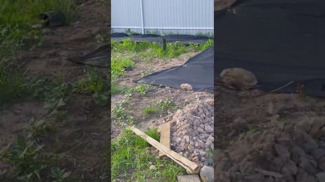 Мини пруд из бетонного кольца вполне реально и не сложно #garden #countrylife #дача #минипруд