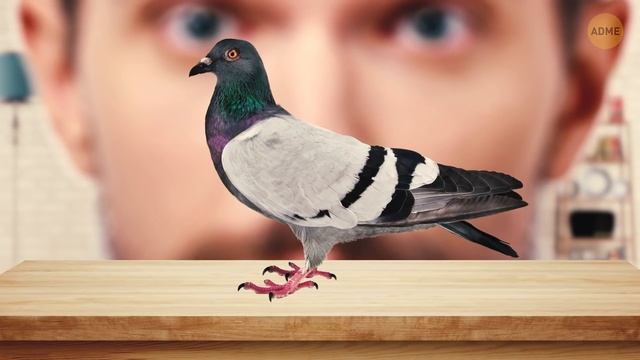 Что делать с раненой птицей смотреть онлайн