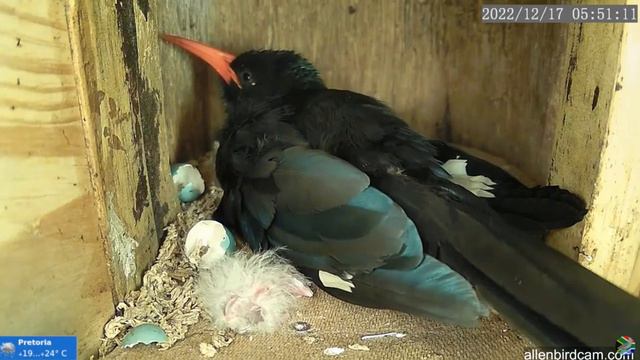 Allen Birdcam -Green Wood hoopoe - Dudki zielone (Phoeniculus purpureus) i 3 pisklęta🐥🐥🐥🥚17/12/2022 смотреть онлайн