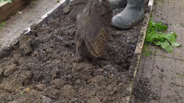 Если вы, как и я припозднились с посадкой чеснока не откладывайте сажайте в ноябре смотреть онлайн