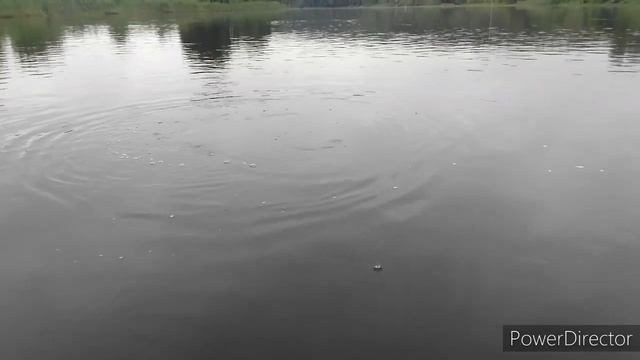 Начало положено, первый сомик, день трофеев. Рыбалка в Светлогорске на Березине. смотреть онлайн