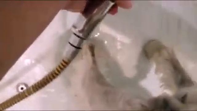 Один вечер с Барни/ гуляем/ купаемся/ готовим печень/ смотреть онлайн