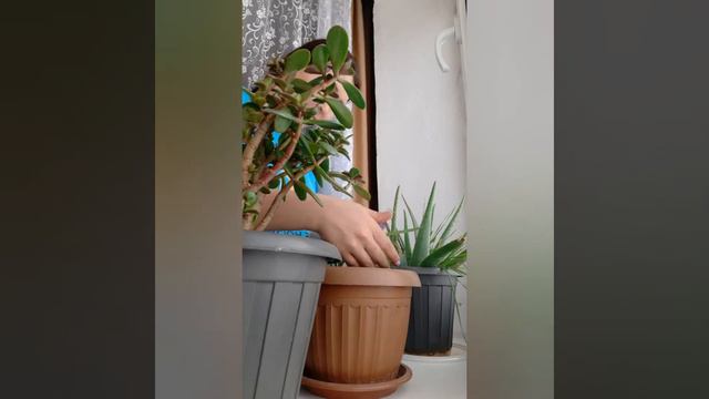 люблю цветы 💐 смотреть онлайн