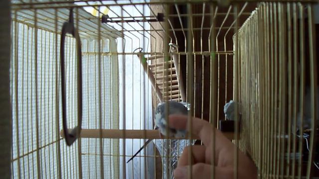 Кеша чешется смотреть онлайн
