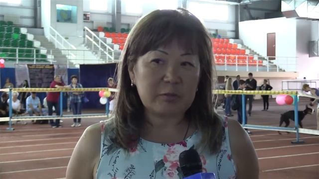 На выставку собак в Шымкенте привели волка смотреть онлайн