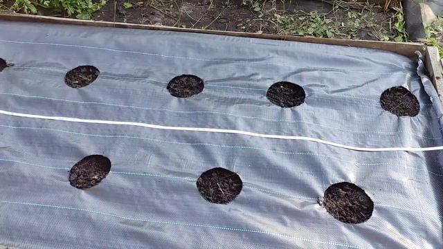 Клубника на агротекстиле. Этапы посадки