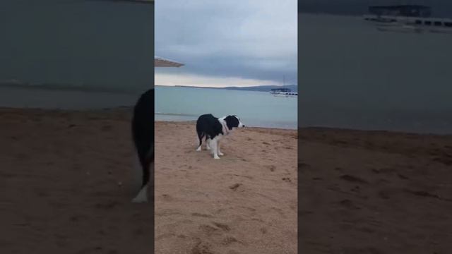 ИГРЫ НА МОРЕ/ Бордер колли/ Летти смотреть онлайн