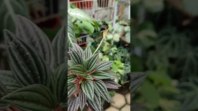 Peperomia Rosso #shorts #plants #peperomia смотреть онлайн
