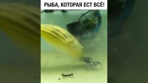 Рыба-зверь!!! Рыба ест все подряд! Рыба съела рака