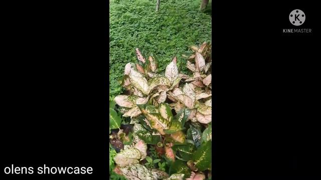 Birds nests hunting: #newbornbirds || Olens Showcase смотреть онлайн