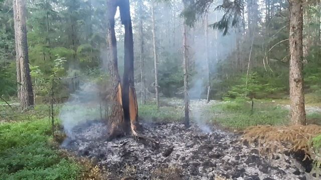 В дерево попала молния и подожгла лес. смотреть онлайн
