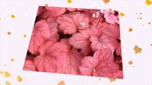 10 САМЫХ ЛУЧШИХ СОРТОВ ГЕЙХЕР