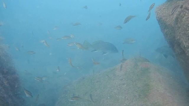 В гости к рыбам. Зеленухи, окуни, горбыль, ласточки... смотреть онлайн